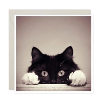 PAWS